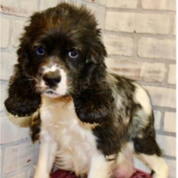 Cara -  Cocker Spaniel Dog for Adoption in Pittsburg, Kansas - Cara | PetCurious
