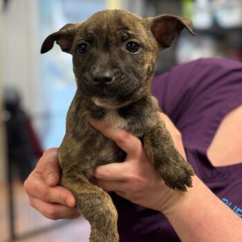 Chihuahua and Doberman Pinscher Dogs Available for Adoption in Morganton, North Carolina - Valentine | PetCurious