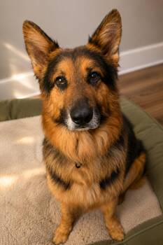 Enzo -  German Shepherd Dog Dog for Adoption in Chesterfield, Missouri - Enzo | PetCurious