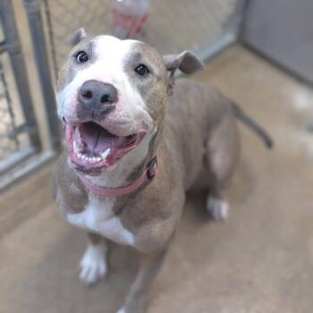 Harley -  Pit Bull Terrier Dog for Adoption - Harley | PetCurious