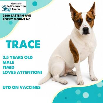 TRACE  Available NOW - ADOPTION or RESCUE! -  Mixed Breed Dog for Adoption in Nashville, North Carolina - TRACE  Available NOW - ADOPTION Or RESCUE! | PetCurious
