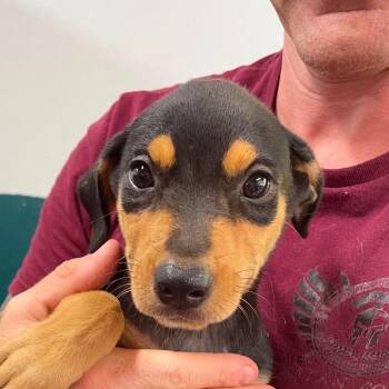 Tony (20260716-08) -  Mixed Breed Dog for Adoption in Niagara Falls, Ontario - Tony (20260716-08) | PetCurious