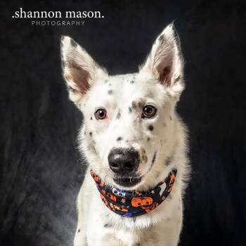 Zero -  Border Collie and Australian Cattle Dog Blue Heeler Dog for Adoption in Las Vegas, Nevada - Zero | PetCurious