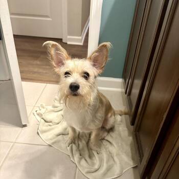 Pierre -  Wirehaired Terrier Dog for Adoption in Baton Rouge, Louisiana - Pierre | PetCurious