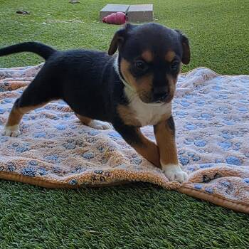 Rescue Jack Russell Terrier and Mixed Breed Dogs for Adoption in Loxahatchee Groves, Florida - VELVET 8598 | PetCurious