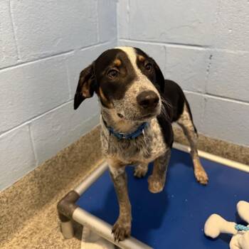 Beagle Dogs Available for Adoption in Falls Church, Virginia - Goldie Pup: Wyatt | PetCurious