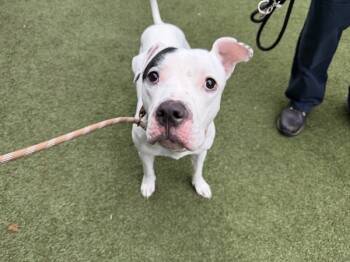 Rescue Mixed Breed Dogs for Adoption in New York, New York - Melvin | PetCurious