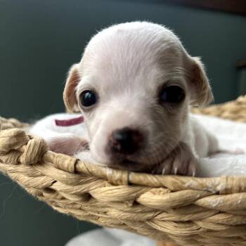 Chihuahua Dogs Available for Adoption in San Diego, California - Violet_1 | PetCurious