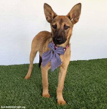Ellen -  German Shepherd Dog Dog for Adoption in San Diego, California - Ellen | PetCurious