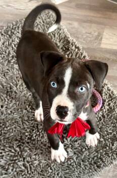 Rescue Pit Bull Terrier Dogs for Adoption in Princeton, Massachusetts - Mistletoe | PetCurious