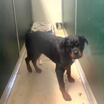 Rottweiler Dogs Available for Adoption in Phoenixville, Pennsylvania - Cleo | PetCurious