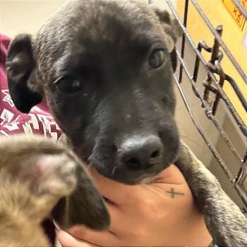 Jules - 072314U -  Mountain Cur and Mixed Breed Dog for Adoption in Tupelo, Mississippi - Jules - 072314U | PetCurious