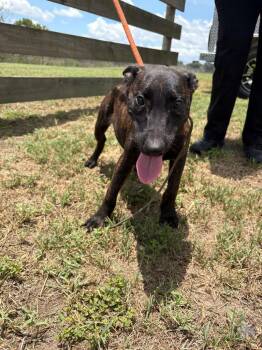 Terrier Dogs Available for Adoption in Wauchula, Florida - Homer | PetCurious