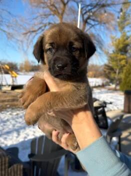 Labrador Retriever and German Shepherd Dog Dogs Available for Adoption - Ellie The Lab Mix Puppy | PetCurious