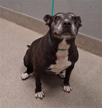 GORDA -  Pit Bull Terrier Dog for Adoption in Las Vegas, Nevada - GORDA | PetCurious
