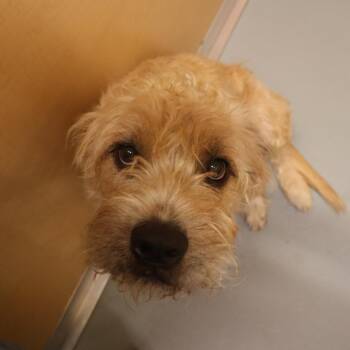 Sandy -  Mixed Breed Dog for Adoption in Saint Charles, Missouri - Sandy | PetCurious