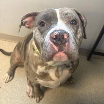 Pit Bull Terrier and Mixed Breed Dogs Available for Adoption in Murray, Utah - Luna | PetCurious