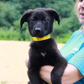 CT Skippy -  Labrador Retriever and Mixed Breed Dog for Adoption in Eastford, Connecticut - CT Skippy | PetCurious