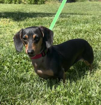 Miniature Dachshund Dogs Available for Adoption in Lebanon, Ohio - Elsie - OHIO ONLY | PetCurious