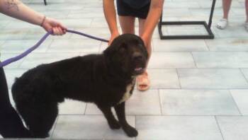CLOONEY -  Labrador Retriever and Mixed Breed Dog for Adoption in Charlotte, North Carolina - CLOONEY | PetCurious