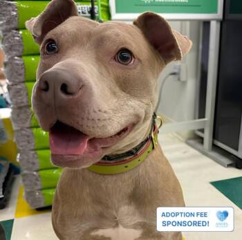 Good Boy -  Pit Bull Terrier Dog for Adoption in Naperville, Illinois - Good Boy | PetCurious