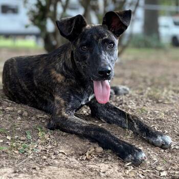 MIA -  Mixed Breed Dog for Adoption in Chicopee, Massachusetts - MIA | PetCurious