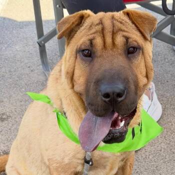 Thelma -  Shar Pei Dog for Adoption in Otisfield, Maine - Thelma | PetCurious