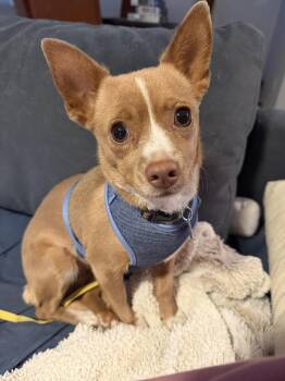 Chihuahua Dogs Available for Adoption in Phoenix, Arizona - Tortilla | PetCurious