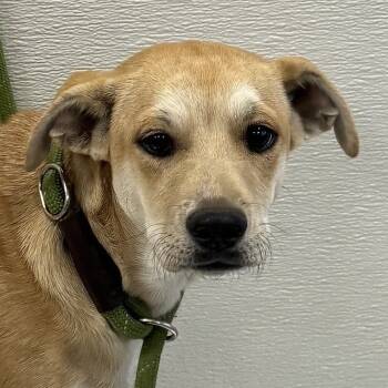 Rescue Mixed Breed Dogs for Adoption in Las Cruces, New Mexico - 100677 | PetCurious