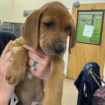 Mixed Breed Dogs Available for Adoption in Titusville, Florida - Flare | PetCurious