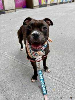 Poutine -  Mixed Breed Dog for Adoption in New York, New York - Poutine | PetCurious