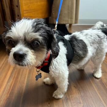 Moe bonded with Joe -  Shih Tzu Dog for Adoption in Corvallis, Oregon - Moe Bonded With Joe | PetCurious