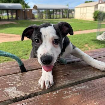 Shaggy -  Shepherd and Pit Bull Terrier Dog Available for Adoption in Stillwater, Oklahoma - Shaggy | PetCurious
