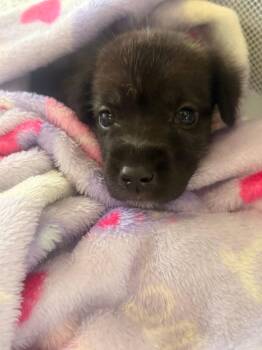 Purdy -  Rat Terrier and Wirehaired Terrier Dog for Adoption in Mt. Juliet, Tennessee - Purdy | PetCurious