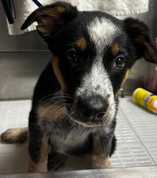 Jessie -  Cattle Dog Dog for Adoption in Morgantown, Kentucky - Jessie | PetCurious