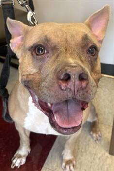 Latto A219245 -  American Bulldog Dog for Adoption in Plano, Texas - Latto A219245 | PetCurious