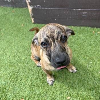 Raisin 8831 -  Chihuahua and Mixed Breed Dog for Adoption in Loxahatchee Groves, Florida - Raisin 8831 | PetCurious