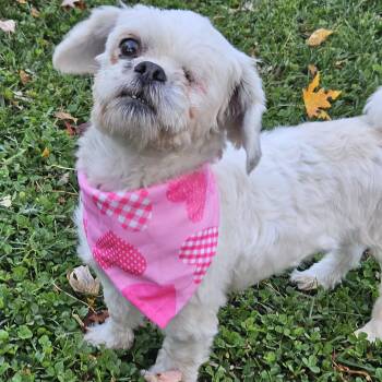 Rescue Shih Tzu and Poodle Dogs for Adoption in Livonia, Michigan - Ricotta | PetCurious