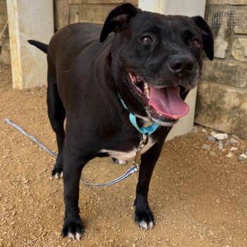 Chicky Nuggets -  Mixed Breed Dog for Adoption in Bentonville, Arkansas - Chicky Nuggets | PetCurious