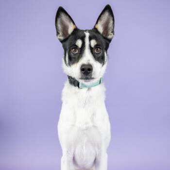 Roper -  Husky and Border Collie Dog for Adoption in Portland, Oregon - Roper | PetCurious