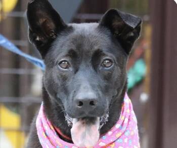 Jinny -  Mountain Dog and Labrador Retriever Dog for Adoption in San Ramon, California - Jinny | PetCurious