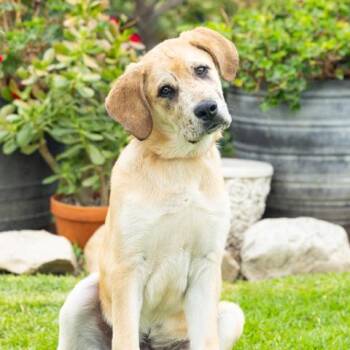 JAMESON -  Labrador Retriever and Great Pyrenees Dog for Adoption in Camarillo, California - JAMESON | PetCurious