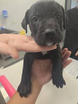 WASHINGTON -  Pit Bull Terrier and Mixed Breed Dog for Adoption in Corpus Christi, Texas - WASHINGTON | PetCurious