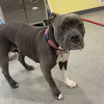 American Bulldog Dogs Available for Adoption in West Des Moines, Iowa - Lady May | PetCurious