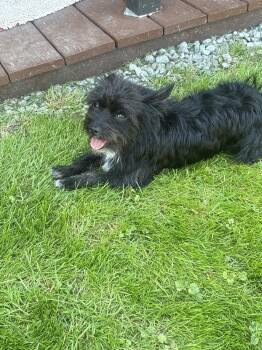 Marley -  Schnauzer Dog for Adoption in Jefferson Hills, Pennsylvania - Marley | PetCurious