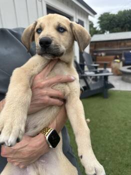 Lucky -  Shepherd and Husky Dog for Adoption in Denver, Colorado - Lucky | PetCurious