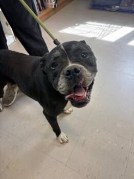 American Bulldog Dogs Available for Adoption - Pepper | PetCurious