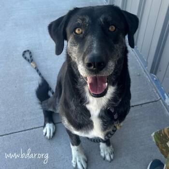 Missy -  Shepherd Dog for Adoption in Cheyenne, Wyoming - Missy | PetCurious