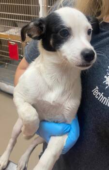 Erza -  Jack Russell Terrier and Hound Dog for Adoption in Bryant, Arkansas - Erza | PetCurious