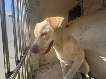 A479580 -  Pit Bull Terrier and Mixed Breed Dog for Adoption in Oklahoma City, Oklahoma - A479580 | PetCurious